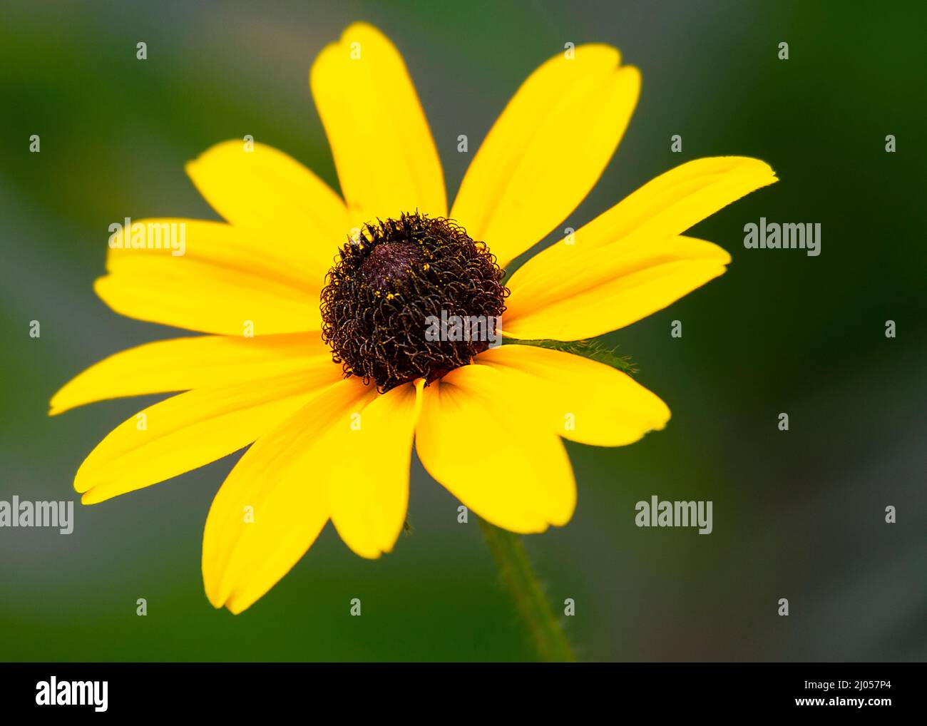 A Close up view of a black-eyed susan.  Background blurred. Stock Photo