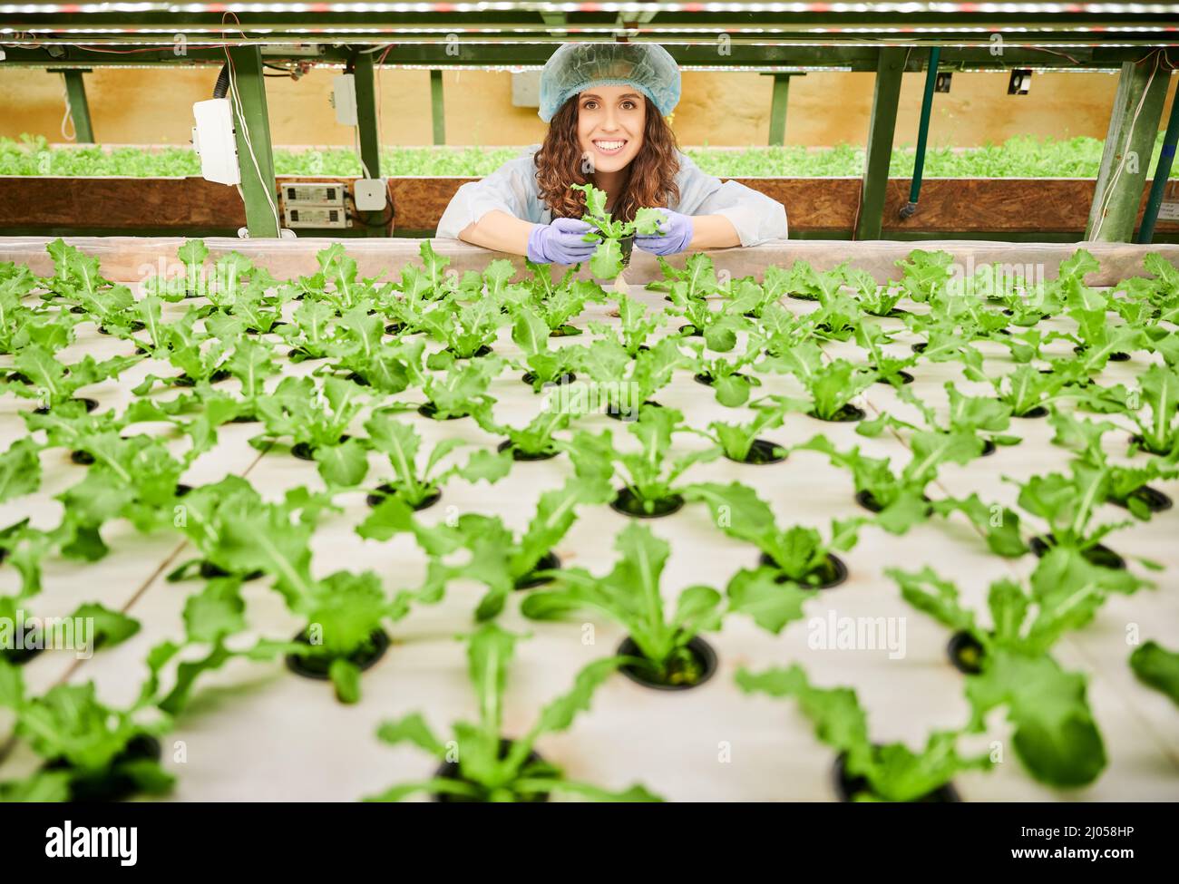 Joyful female gardener checking plant growth. Cheerful woman in disposable cap standing near greenhouse shelf with plants. Stock Photo