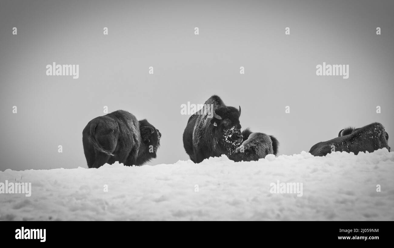 Buffalo in winter Black and White Stock Photos & Images - Alamy