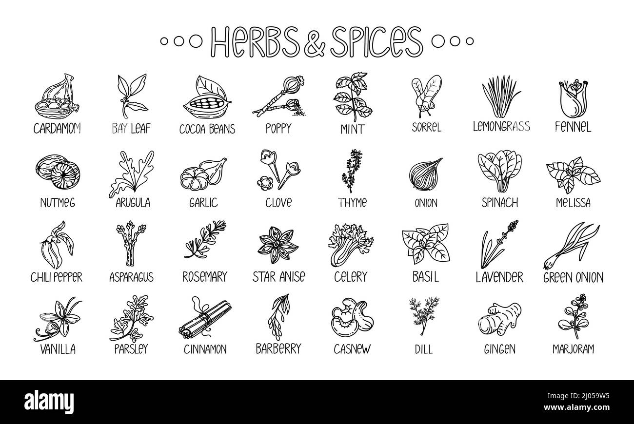 Icons of herbs and spices, drawn element in the style of a doodle. Template package design on a white background. Logo or emblem - herbs and spices - Stock Vector
