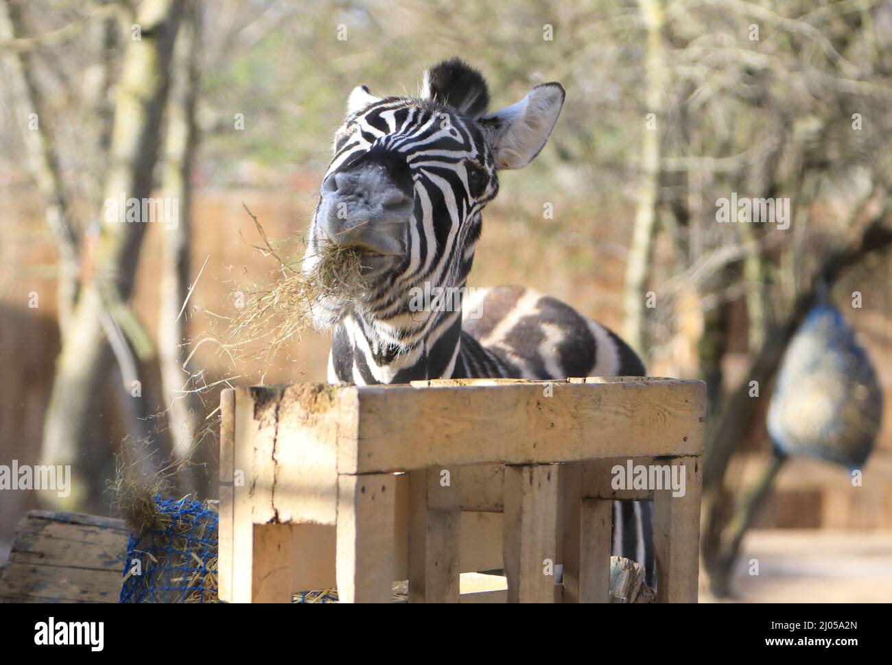 London zoo animals hires stock photography and images Alamy