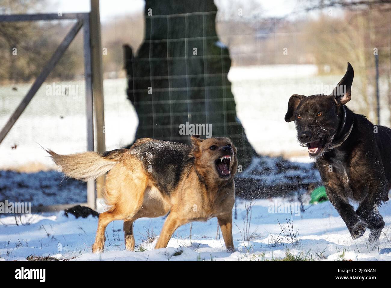 Big angry dogs fighting and barking in a snowy yard with a metal woven
