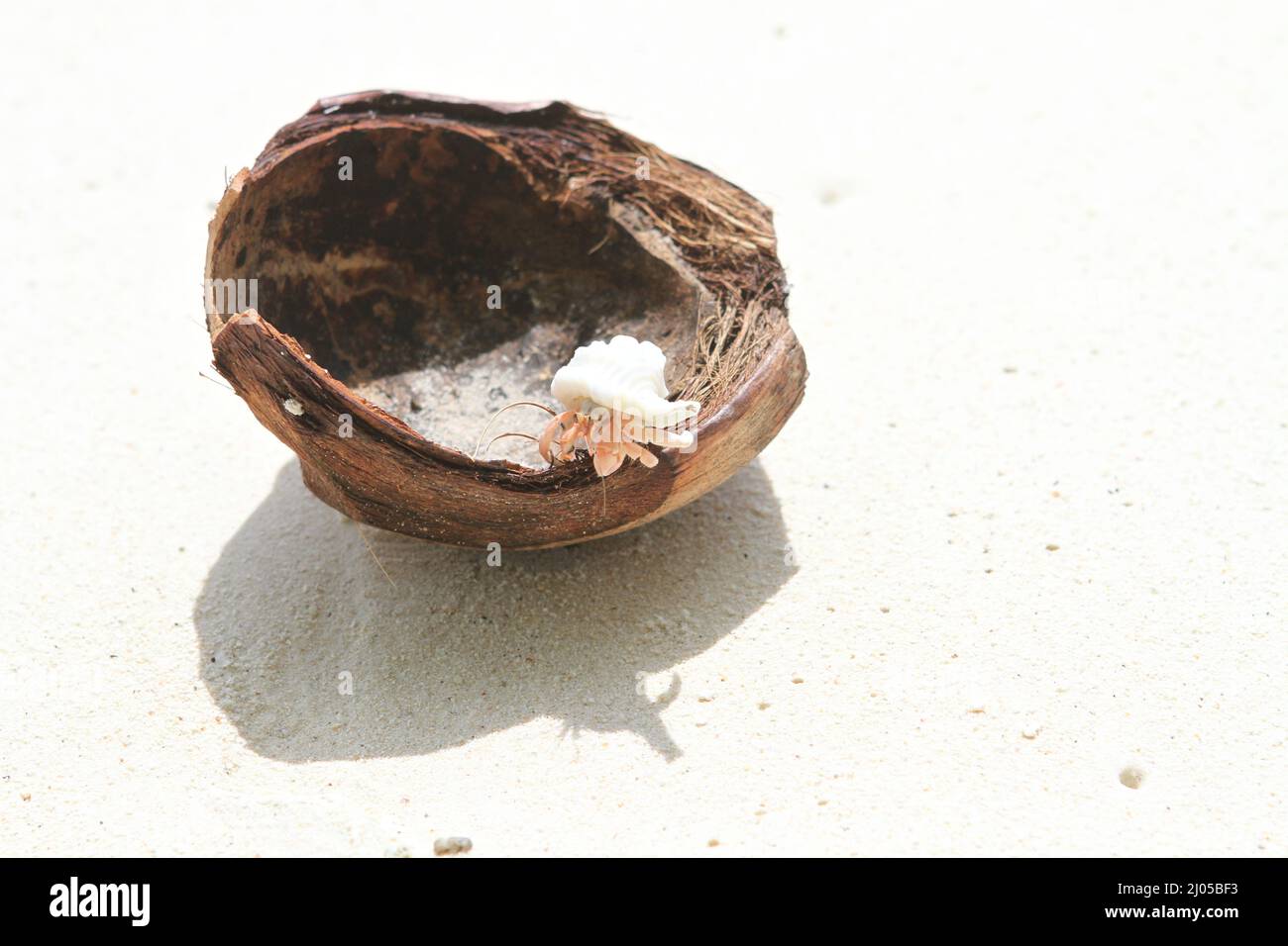 Closeup of a hermit crab in a coconut shell on the beach in the Maldives Stock Photo Alamy