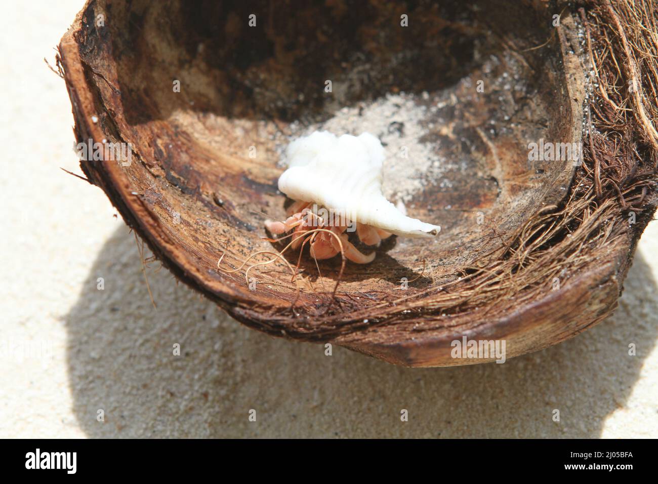 Closeup of a hermit crab in a coconut shell on the beach in the Maldives Stock Photo Alamy