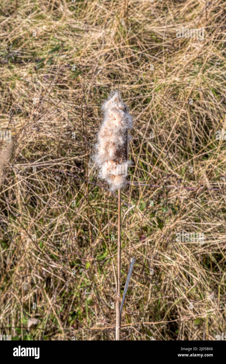 Old seed head of bulrush, Typha latifolia, growing in a Norfolk ditch. Stock Photo
