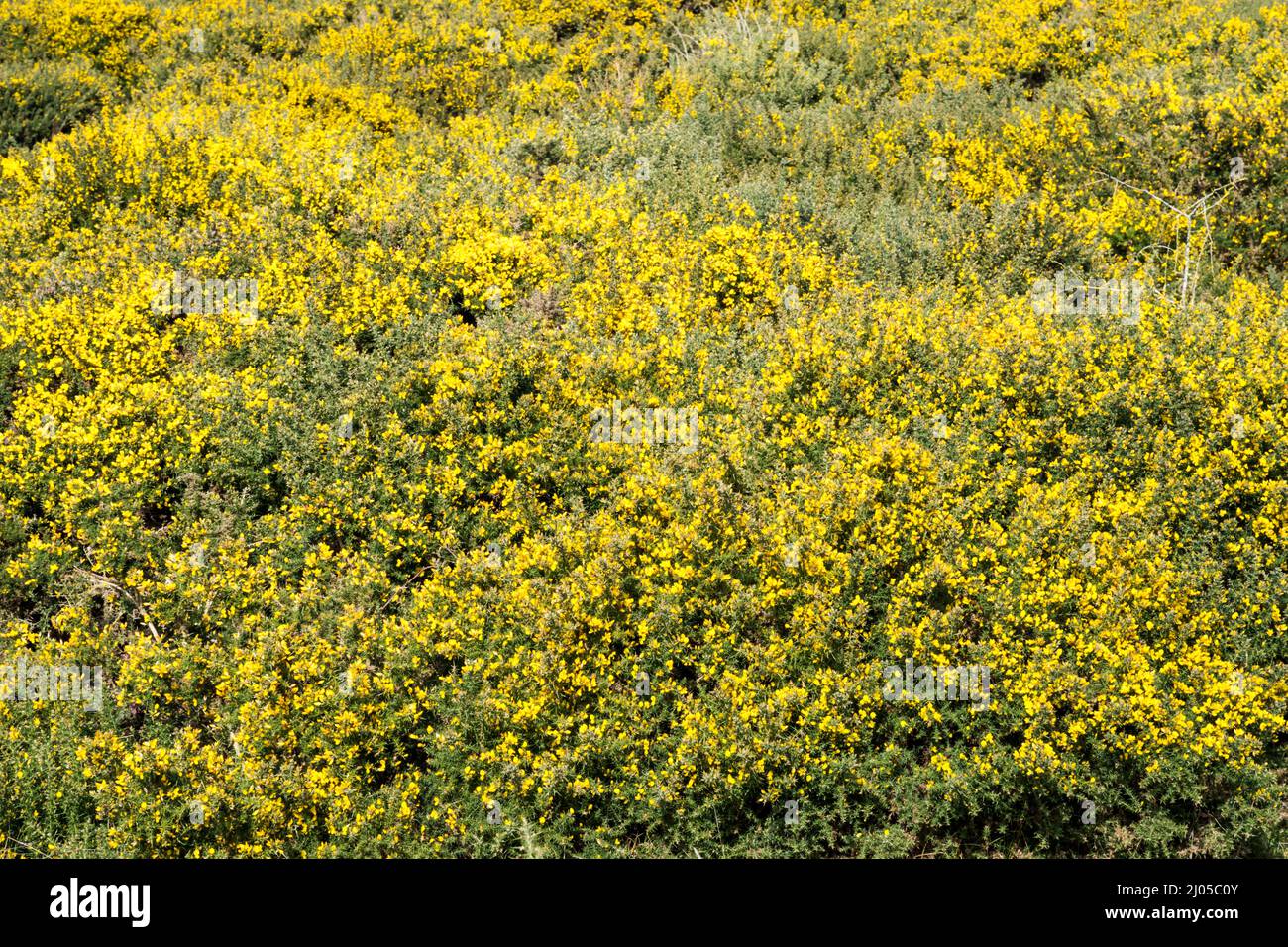 Gorse in flower in Norfolk during March. Stock Photo
