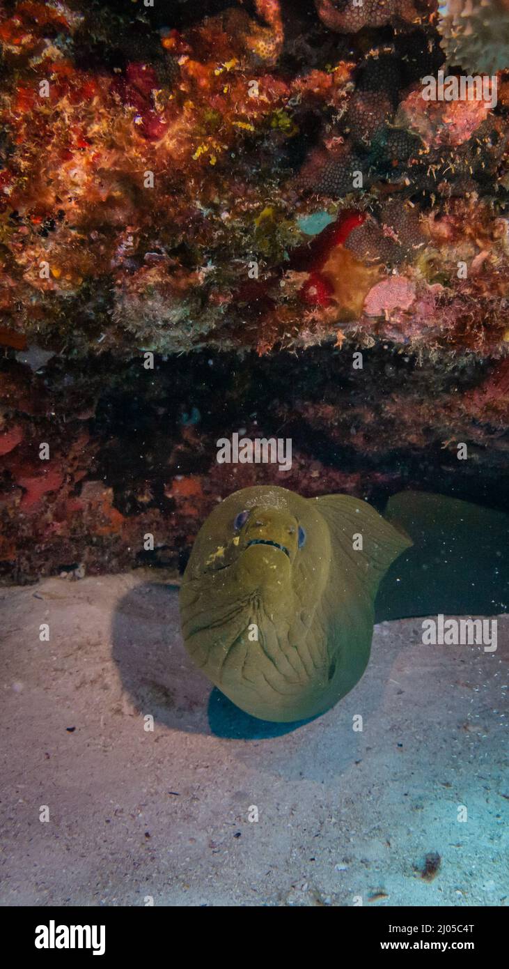 giant moray eel hidding in a coral reef cave Stock Photo Alamy