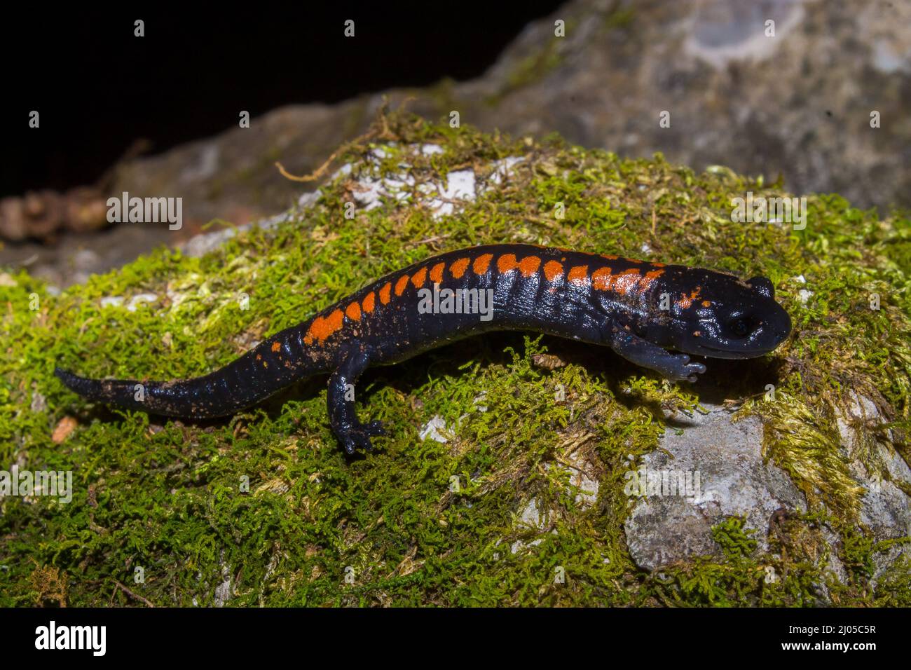 Closeup of a fire salamander (Salamandra salamandra) crawling on the ...