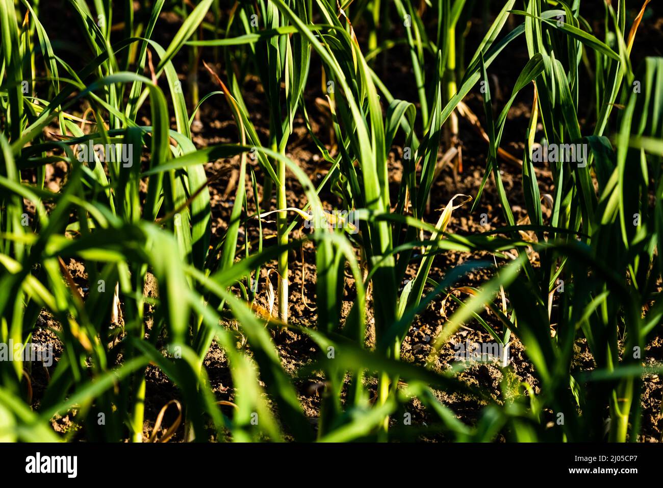 Spring onions grown in vegetable garden plots, Organically grown onions