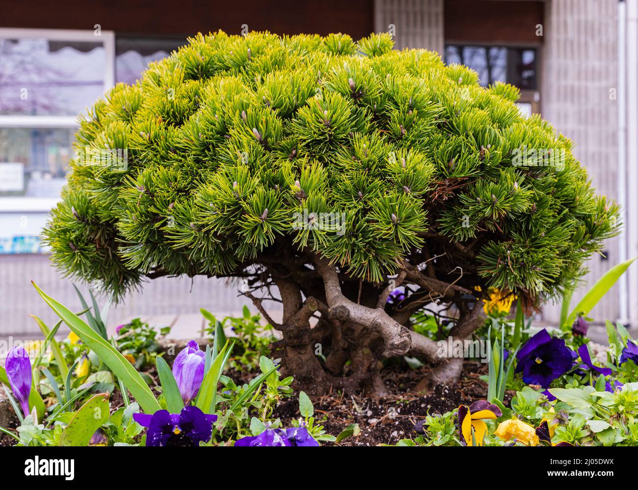 Bonsai pine tree with curved trunk close up in pot Stock Photo