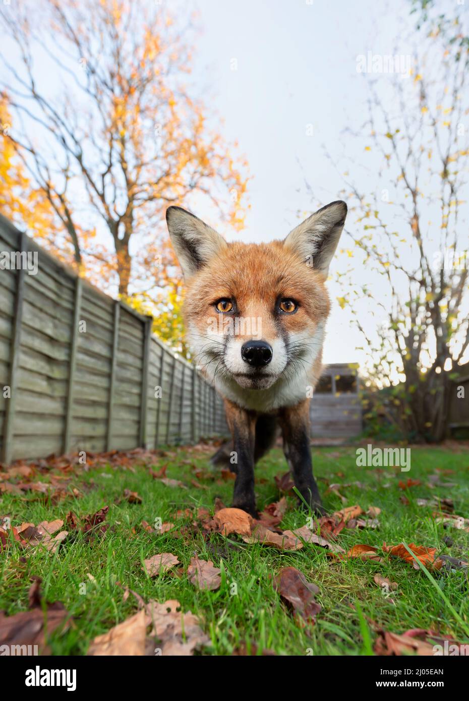 Close up of a red fox standing among autumn leaves, UK. Stock Photo