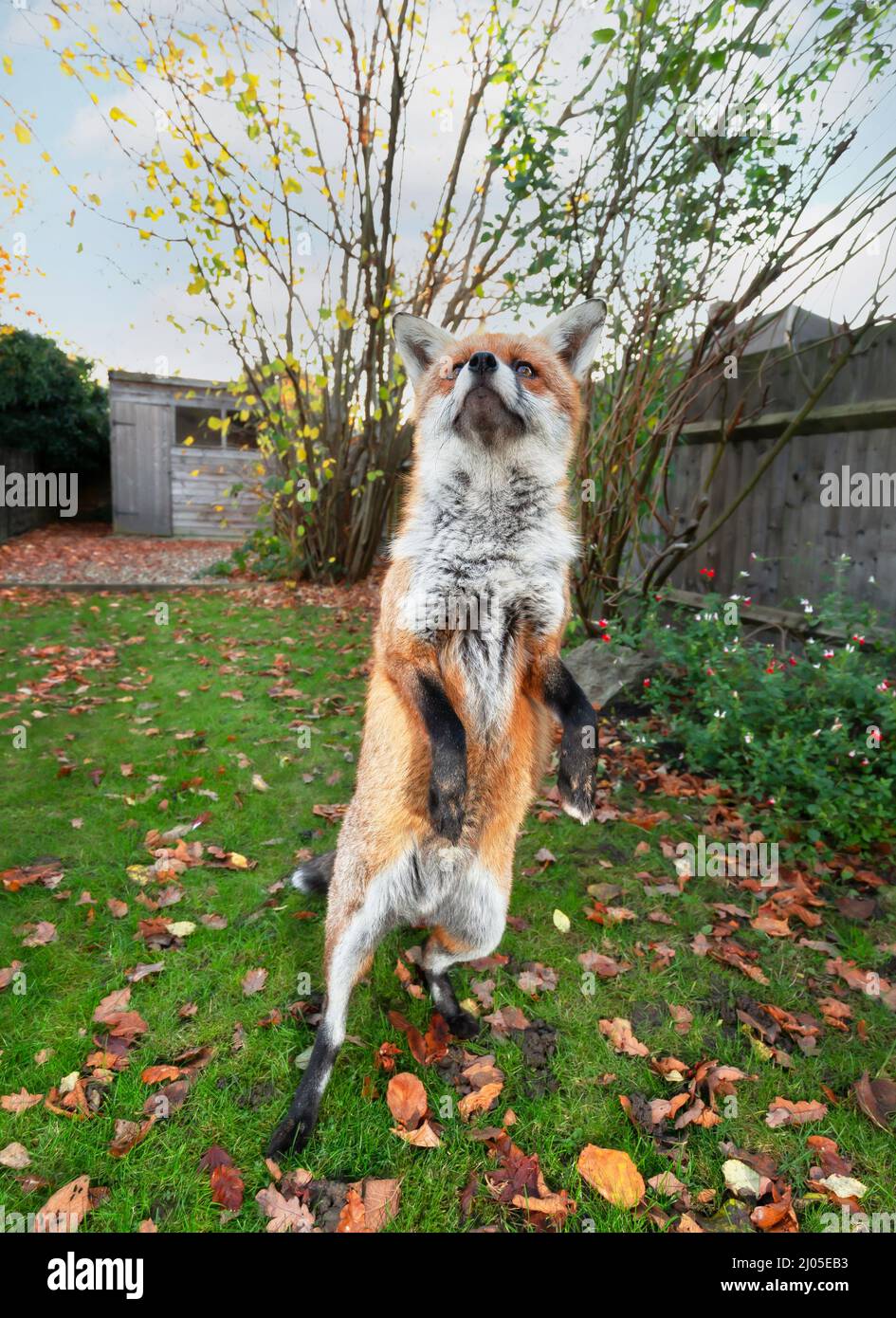 Close up of a red fox standing on hind legs among autumn leaves in a garden, UK. Stock Photo