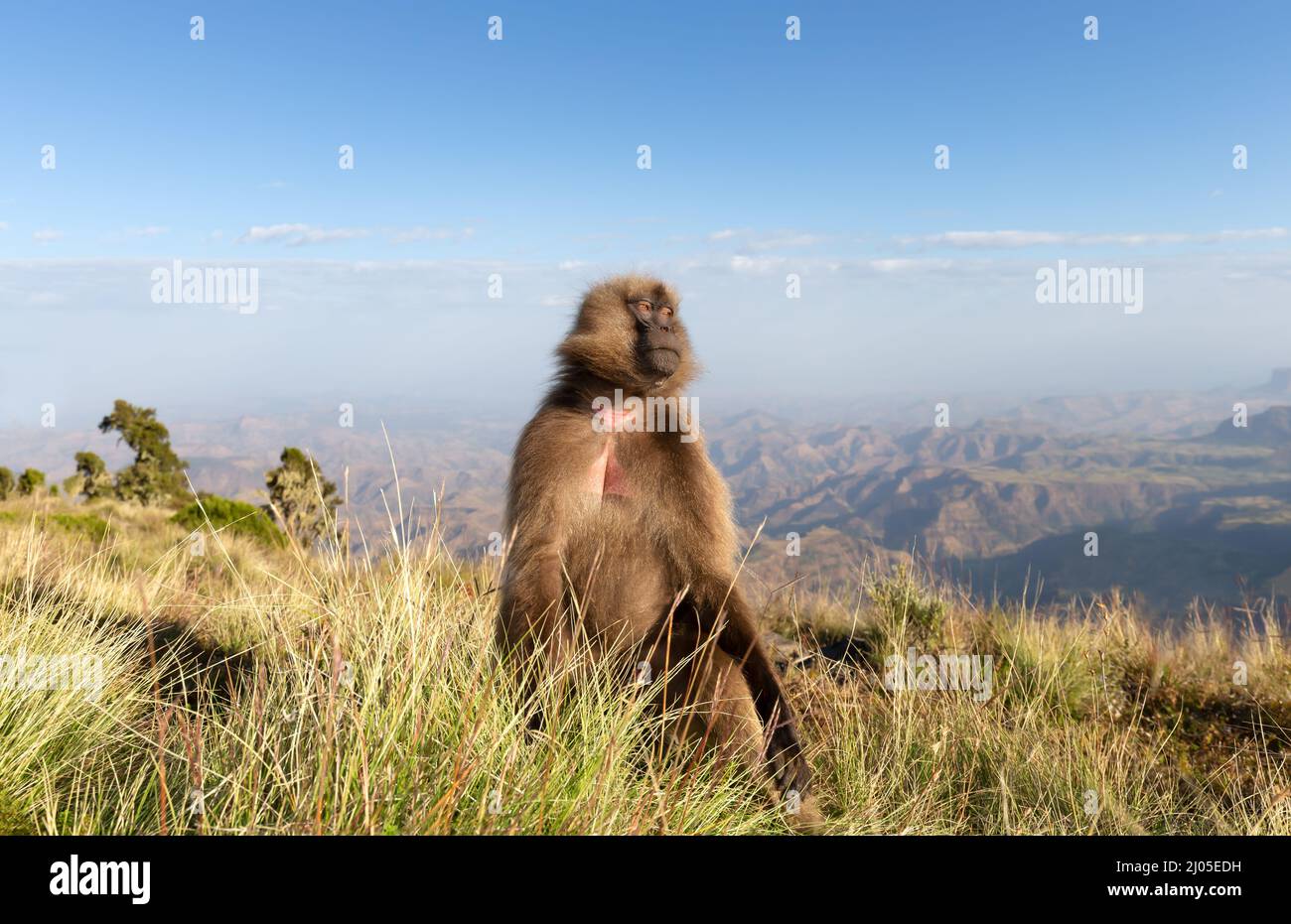 Close up of a female Gelada monkey in Simien mountains, Ethiopia. Stock Photo