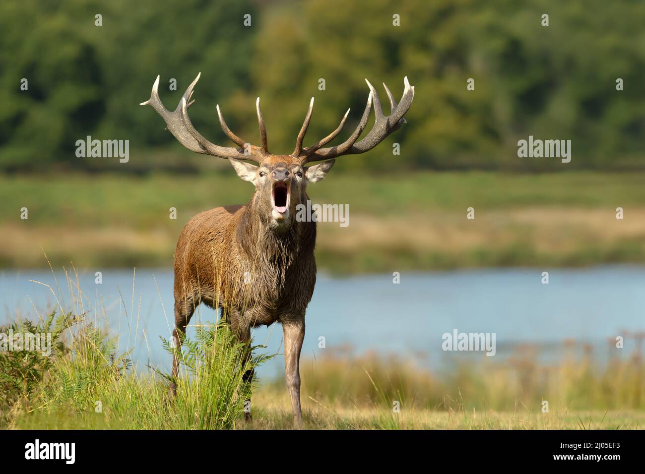 Close up of a red deer stag calling by a pond, UK. Stock Photo