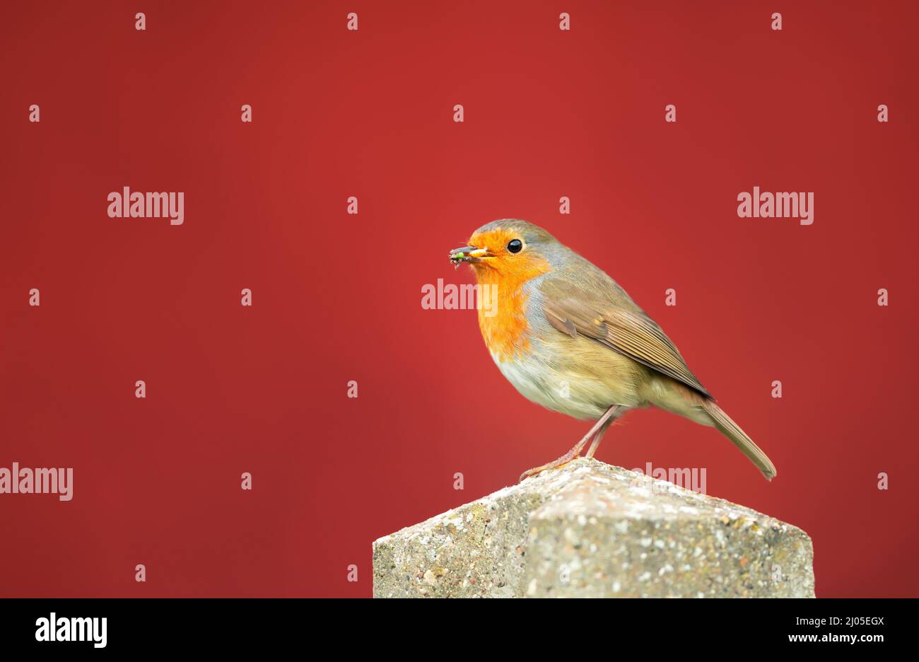Close up of a European Robin (Erithacus rubecula) perched on a post against clear background, United Kingdom. Stock Photo