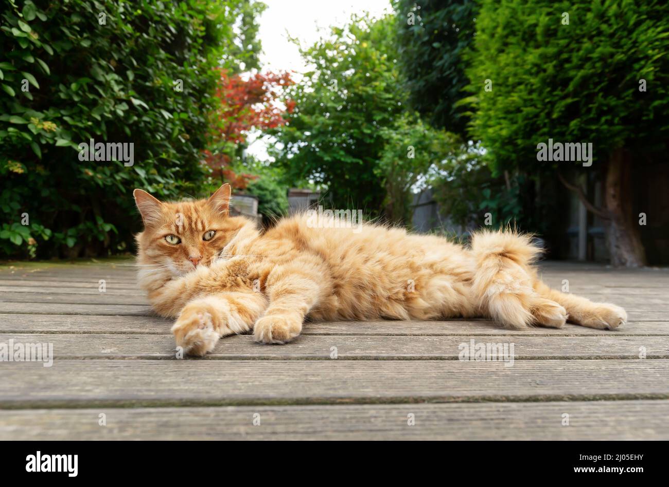 Close-up of a ginger cat lying on the wooden patio decking in a garden, UK. Stock Photo