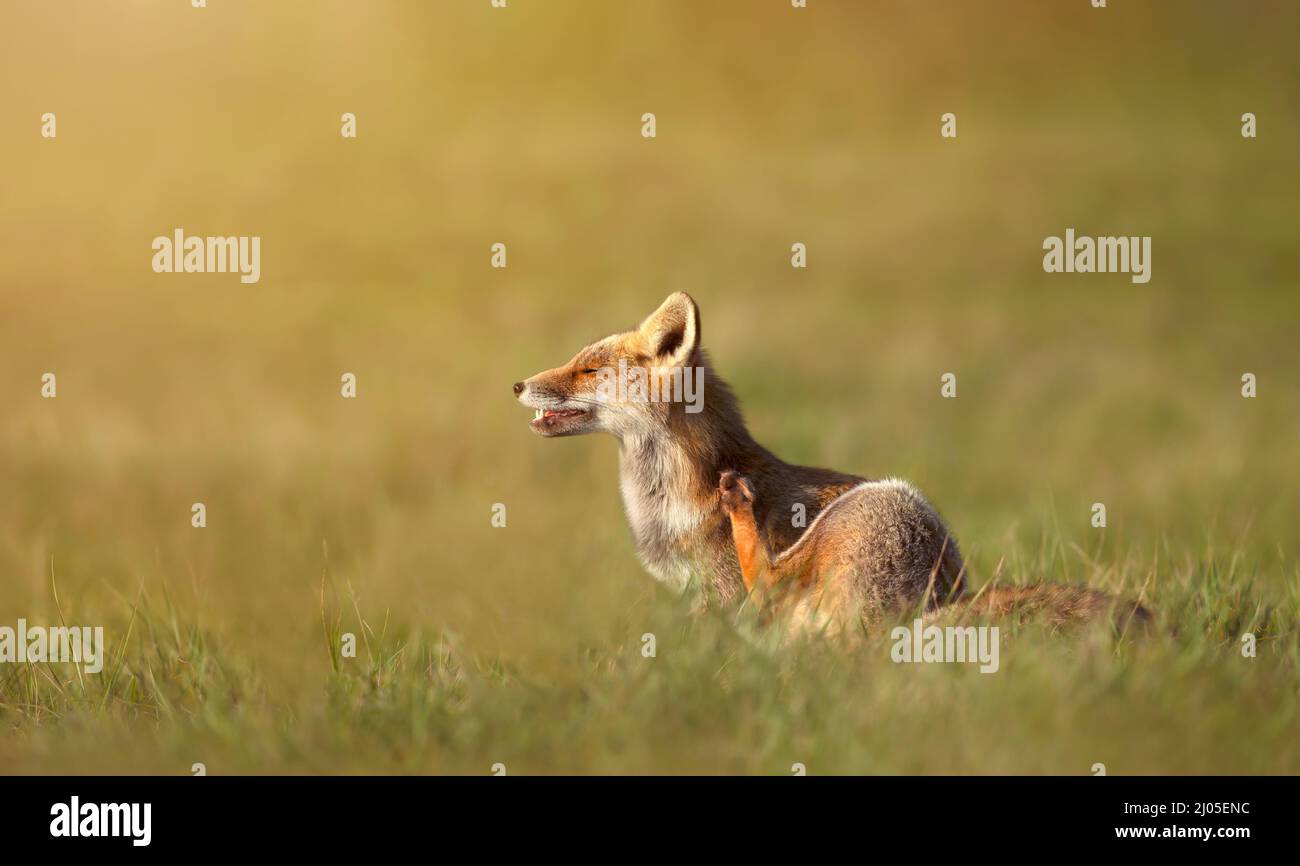Close up of a red fox (vulpes vulpes) having a scratch in the morning light. Stock Photo