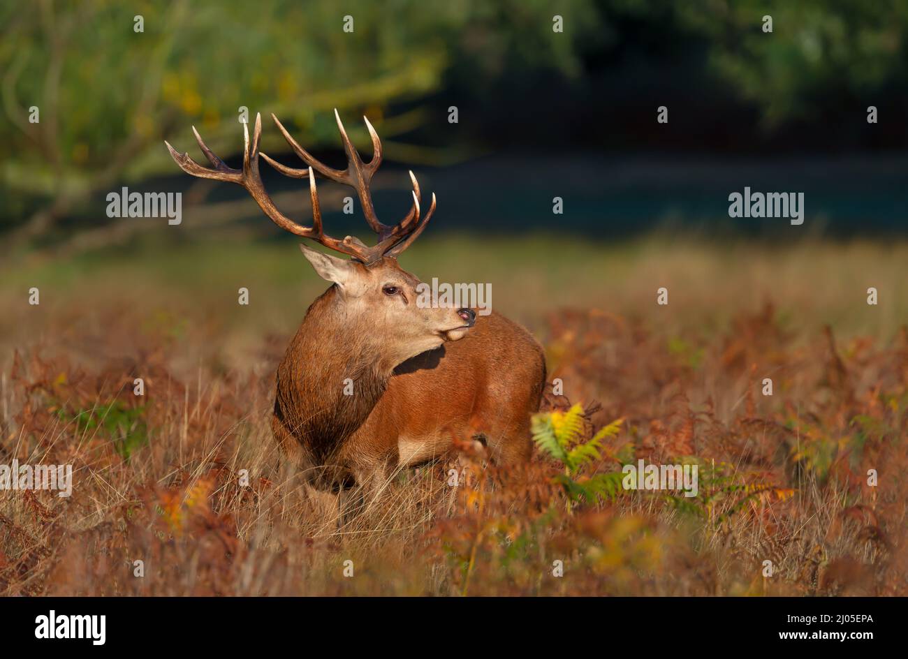 Close up of a red deer stag standing in a field of grass in autumn, UK. Stock Photo