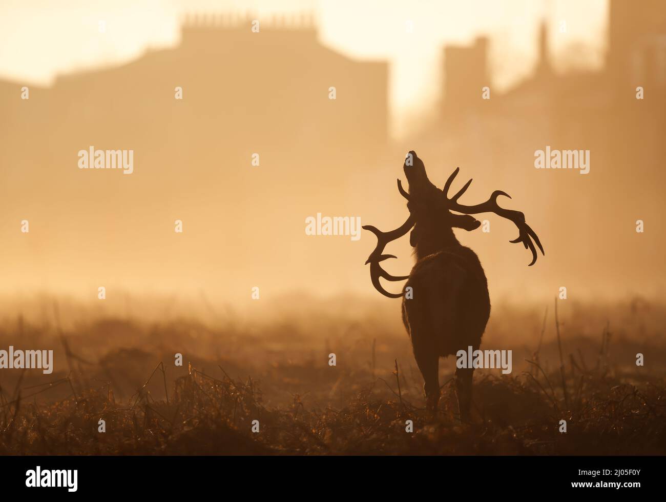 Silhouette of a red deer stag in an urban surrounding, London, UK. Stock Photo