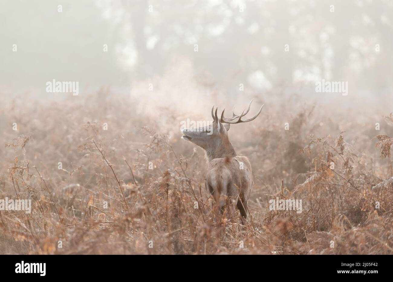 Portrait of a young red deer on misty autumn morning, UK. Stock Photo