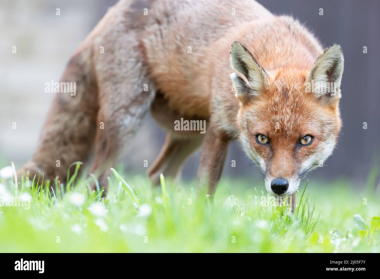 Close up of a red fox (Vulpes vulpes) on a green grass in a garden, United Kingdom. Stock Photo