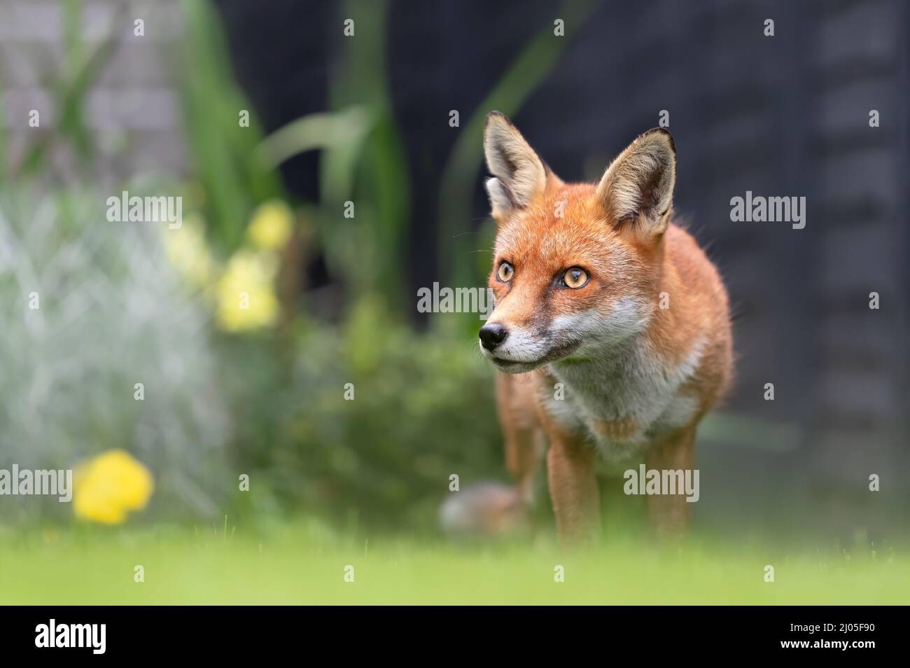 Close up of a red fox (Vulpes vulpes) in a garden in summer, United Kingdom. Stock Photo