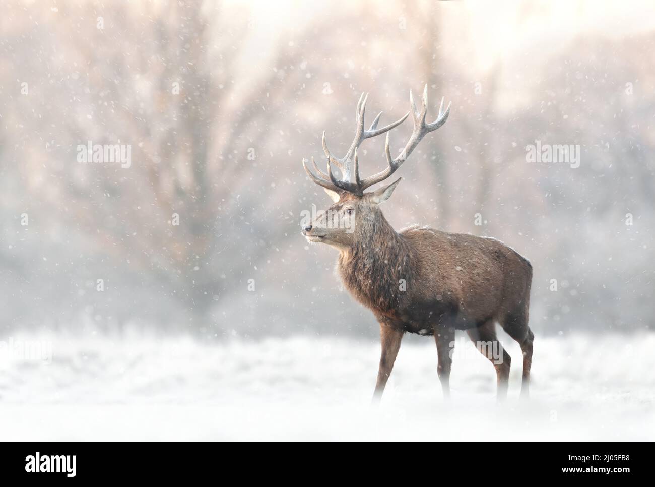 Close up of a Red deer stag in the falling snow in winter, UK. Stock Photo