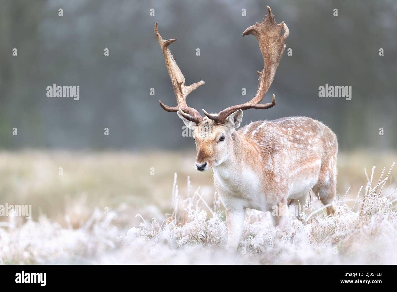 Close up of a Fallow deer stag on a frosty winter day, UK. Stock Photo