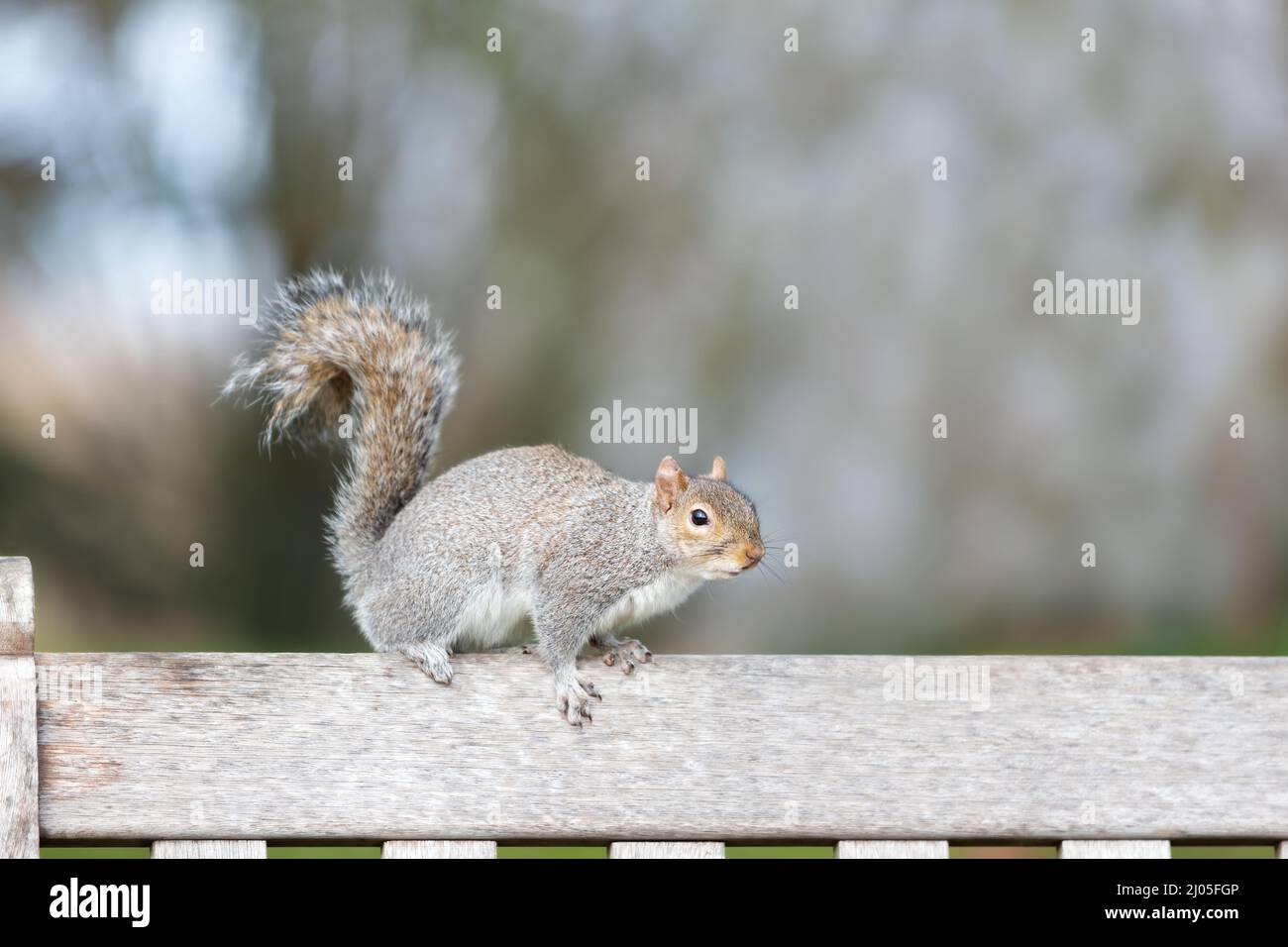 Close up of a grey squirrel sitting on a wooden bench in a park, UK. Stock Photo