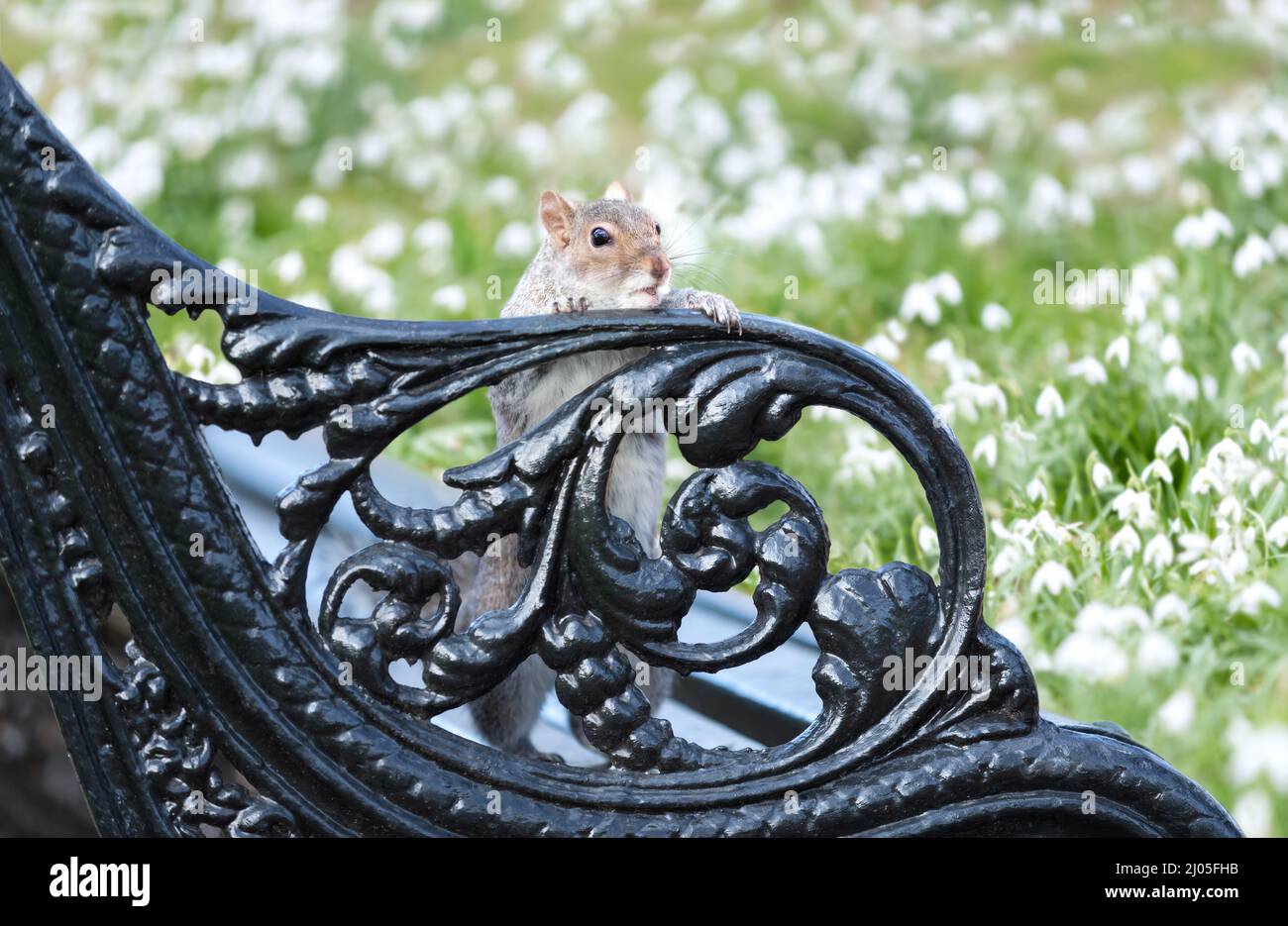 Close-up of a Grey Squirrel on a metal bench in a park in spring, UK. Stock Photo