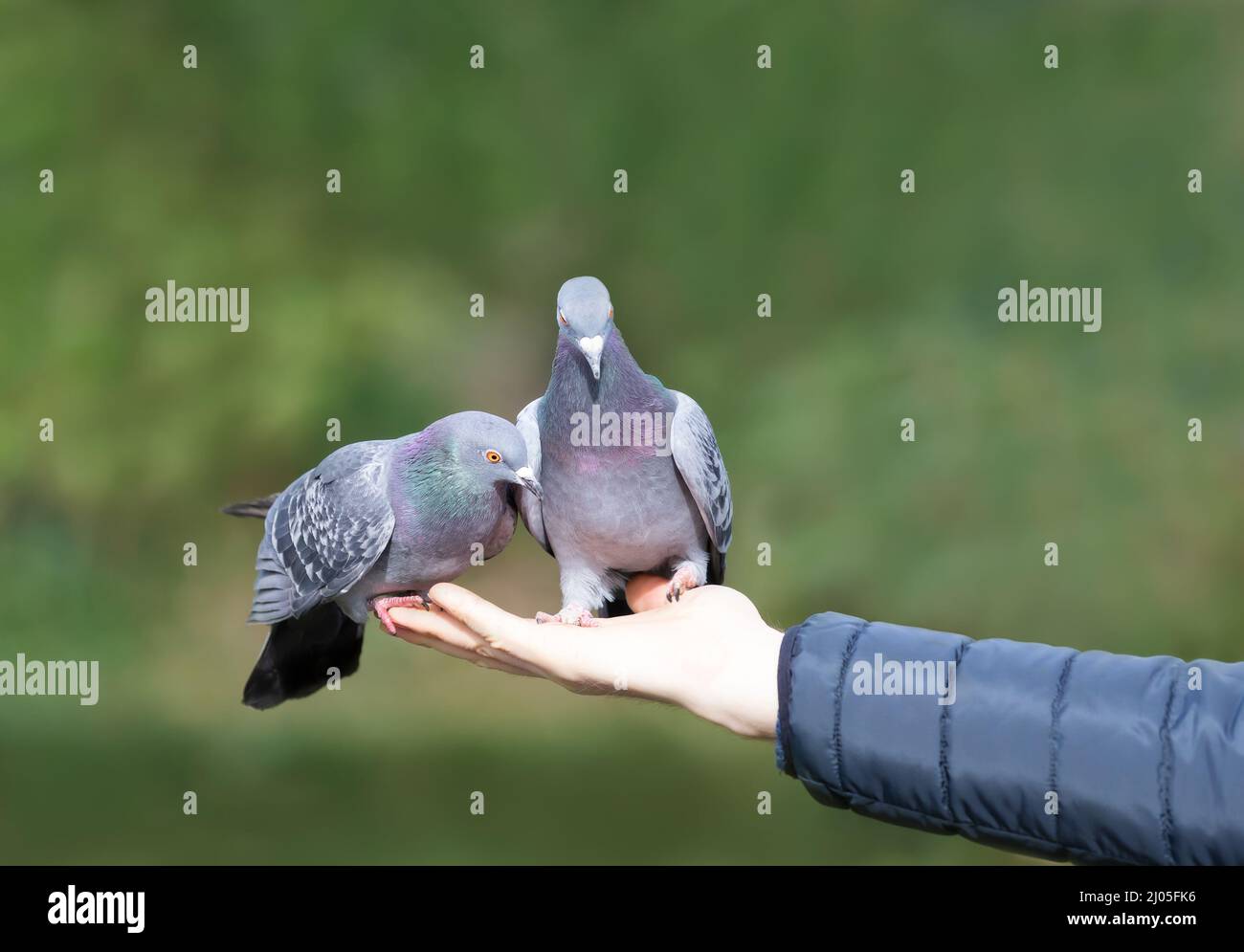 Close up of a Feral pigeons feeding from a hand in a park, UK. Stock Photo