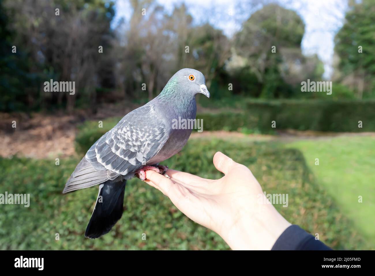 Close up of a Feral pigeon feeding from a hand in a park, UK. Stock Photo