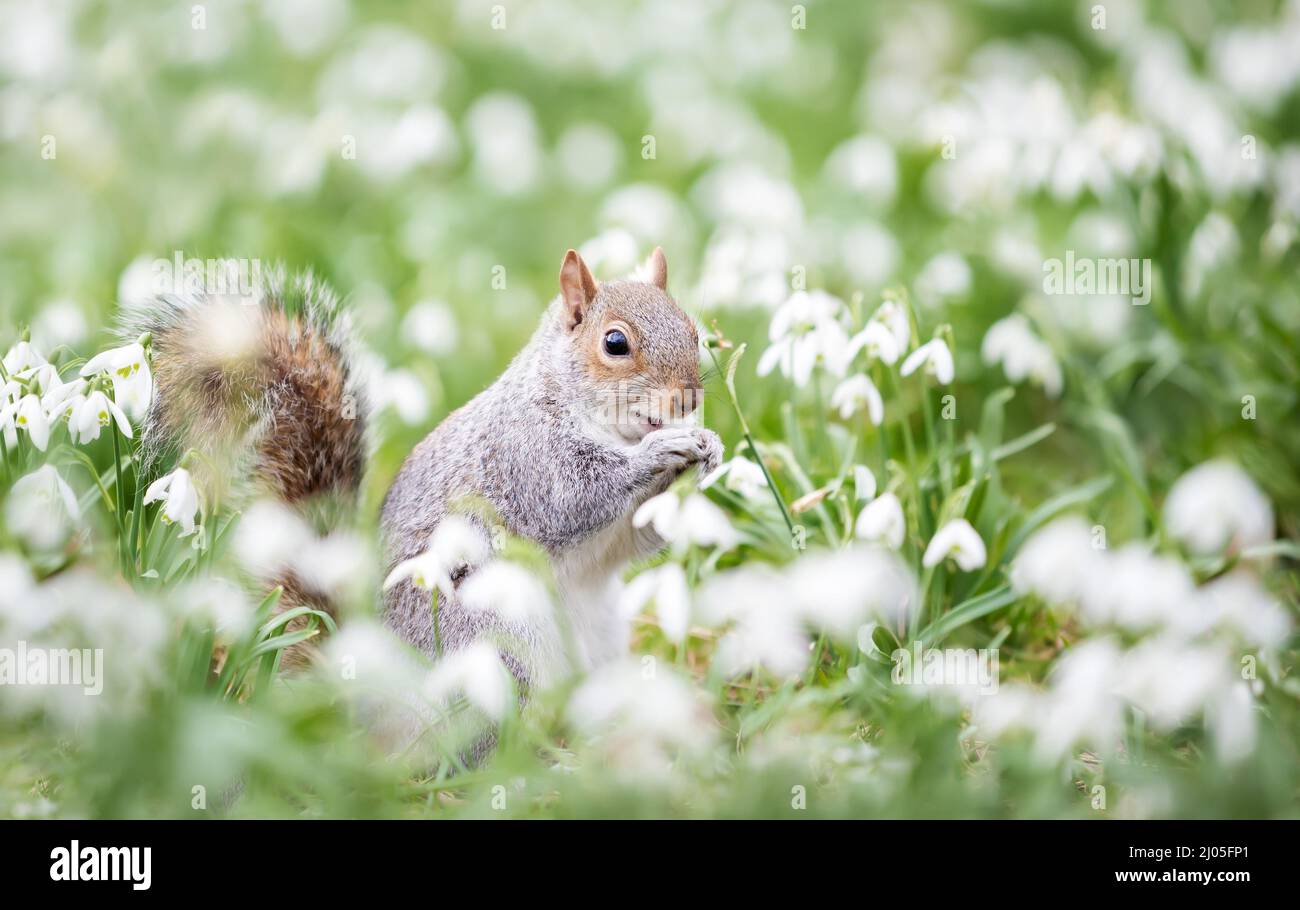 Close-up of a Grey Squirrel eating nut in snowdrops, spring in UK. Stock Photo