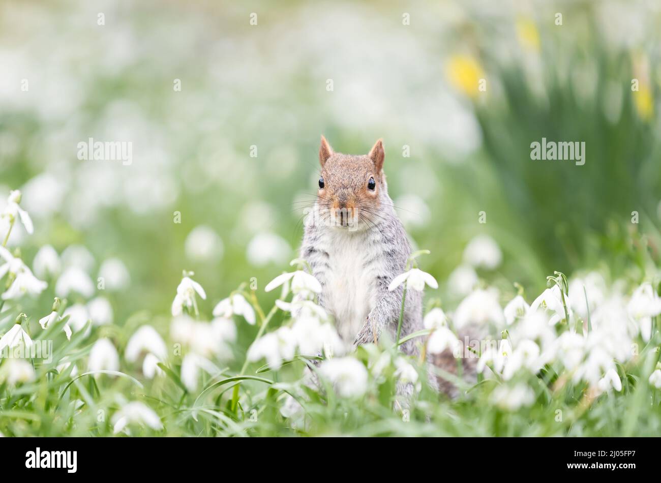 Close-up of a Grey Squirrel in snowdrops, spring in UK. Stock Photo