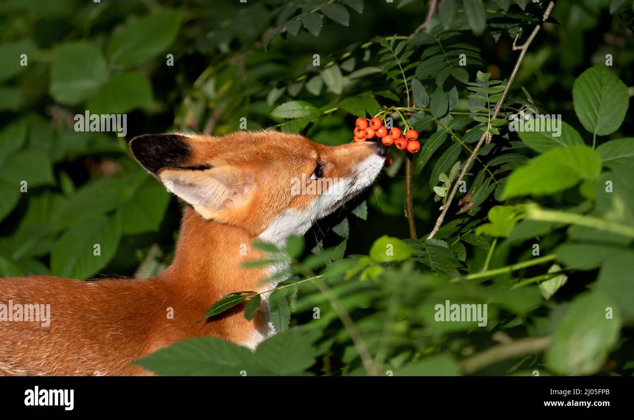 Close up of a Red fox (Vulpes vulpes) cub smelling rowan berries in late summer, UK. Stock Photo