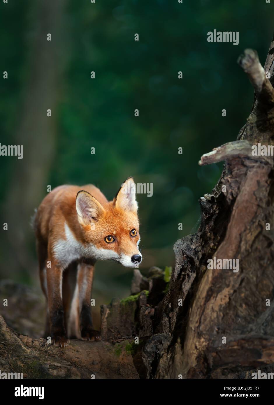 Close up of a Red fox (Vulpes vulpes) cub in forest, UK. Stock Photo