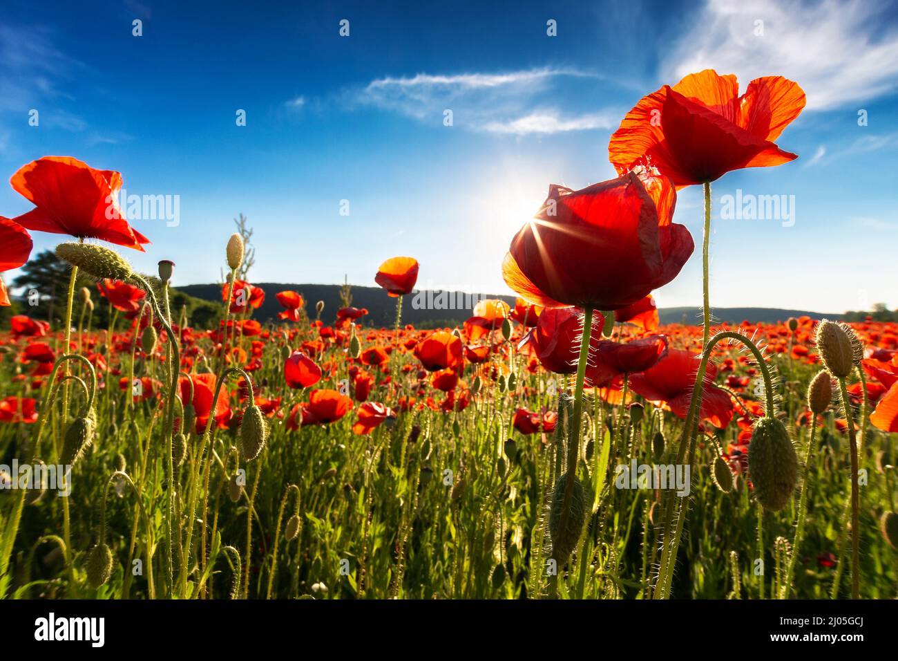 field of blooming corn poppy on a sunny day. wonderful summer scenery in carpathian mountains. beautiful nature background with red flowers Stock Photo