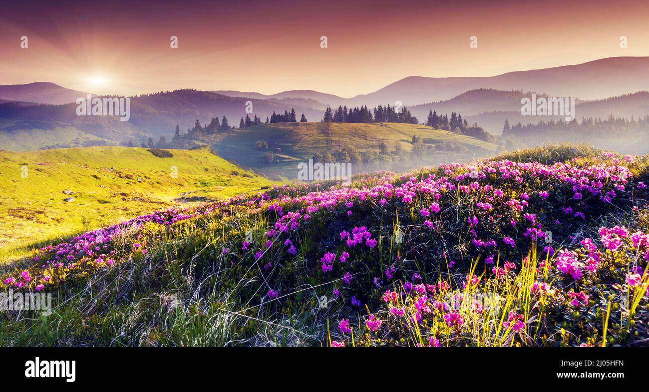 Magic pink rhododendron flowers on summer mountain. Dramatic overcast sky. Carpathian, Ukraine, Europe. Beauty world. Stock Photo