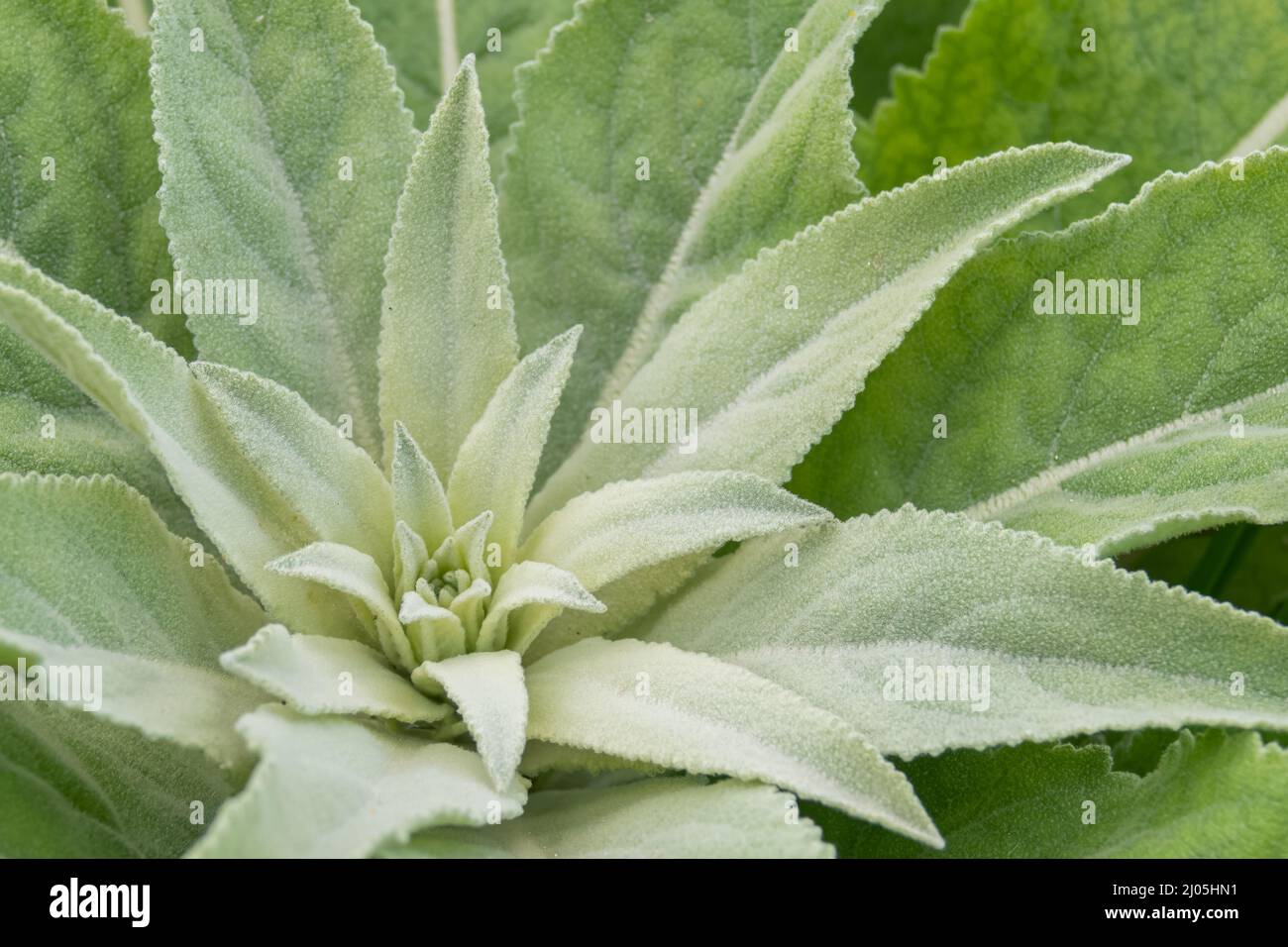 mullein plant growing outside in spring close up view Stock Photo