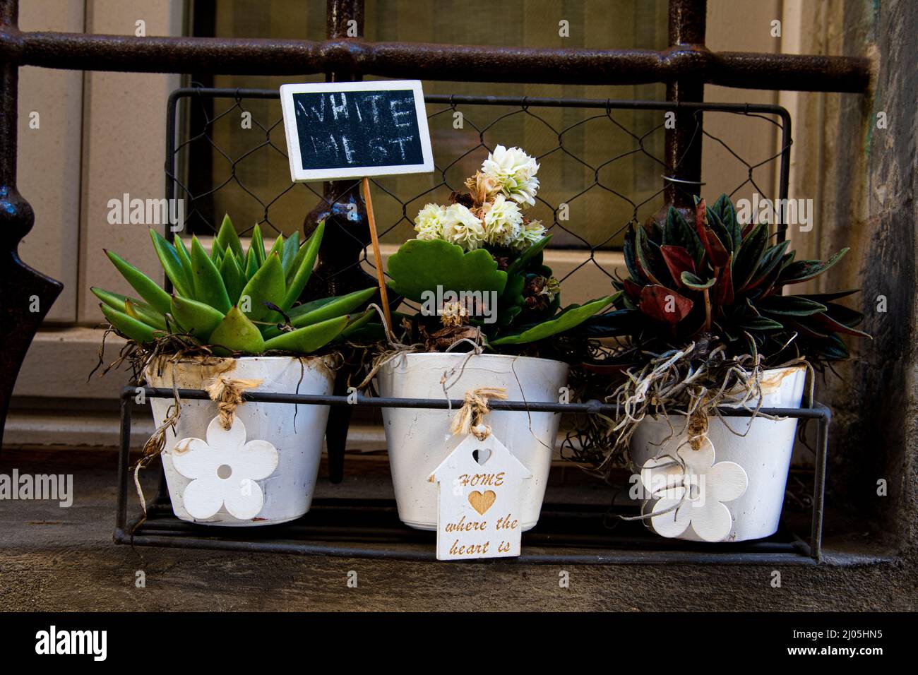 Variety of potted plants for sale at a store front window sill in Rome, Italy. Stock Photo