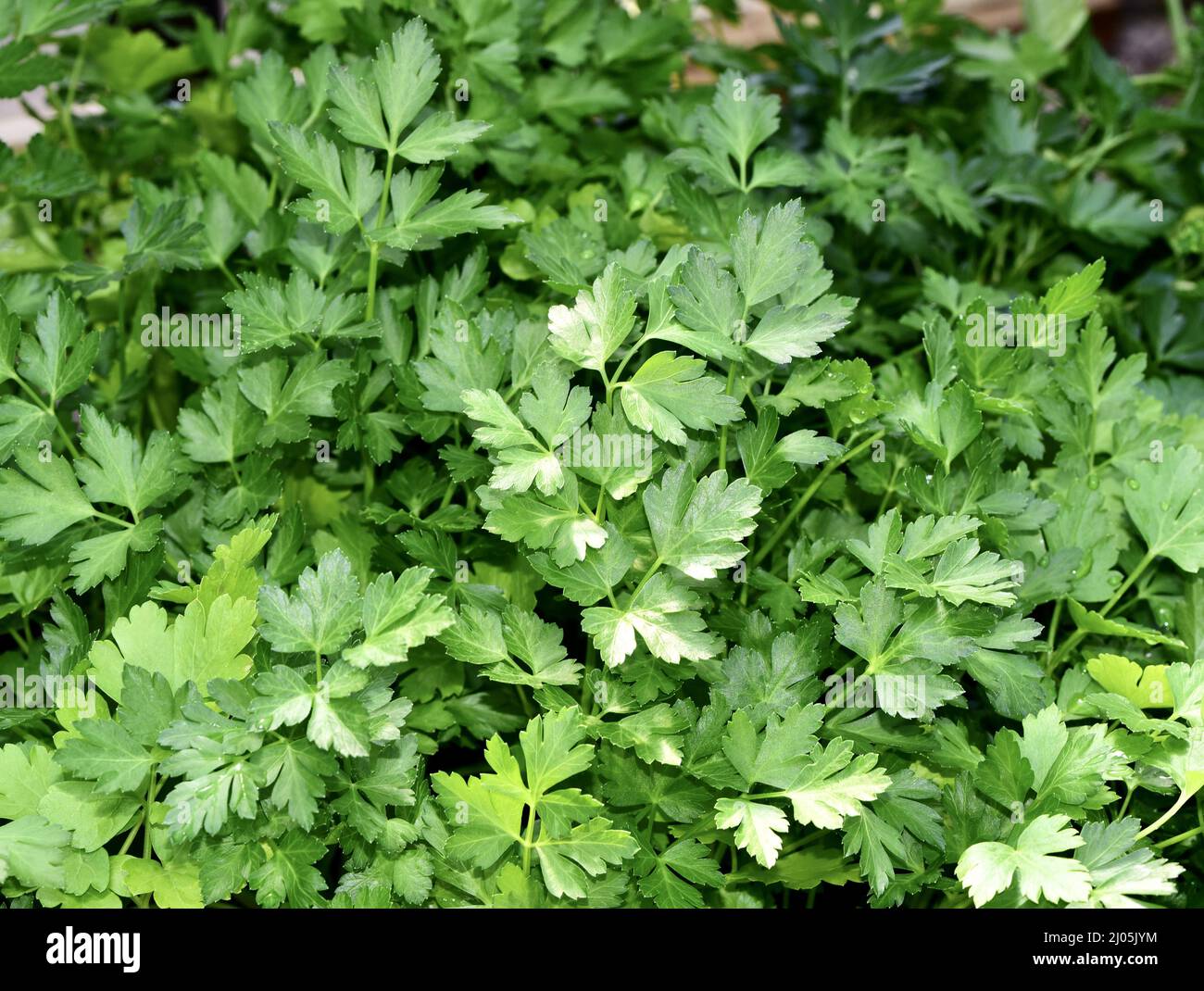 Closeup of Flat-leaf parsley (Petroselinum crispum neapolitanum) Stock Photo