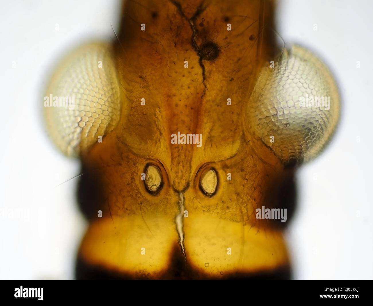 Weevil beetle head under the microscope Stock Photo