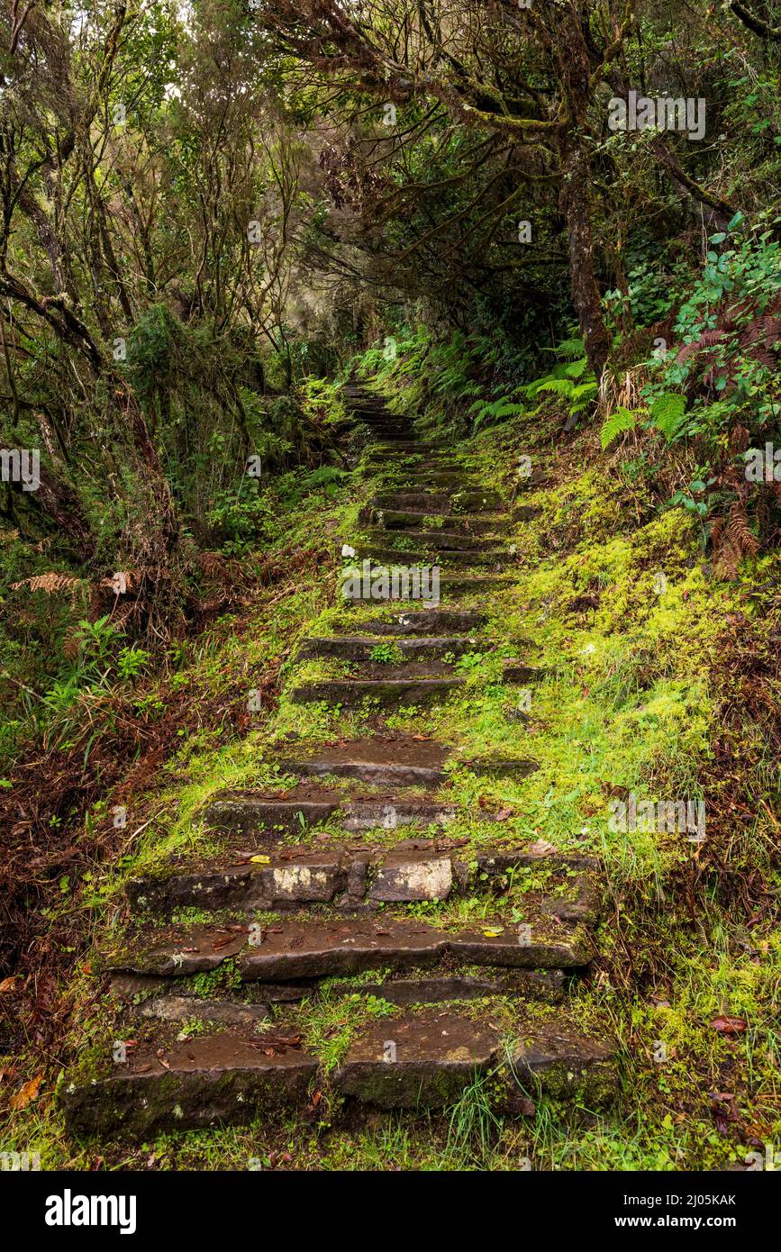 Stone steps at a path section of the 