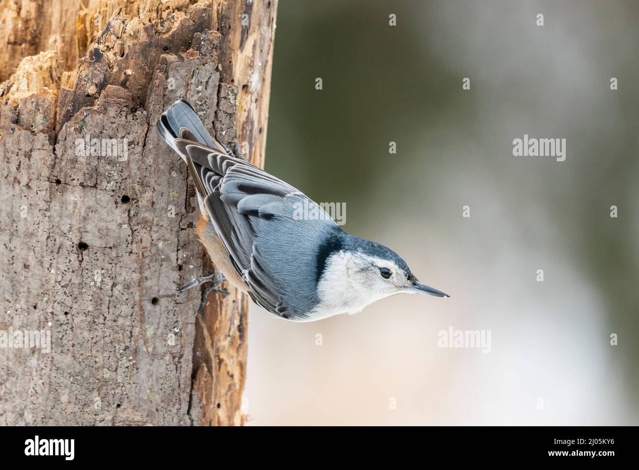 White-breasted Nuthatch (Sitta carolinensis) on tree, E USA, by Dominique Braud/Dembinsky Photo Assoc Stock Photo