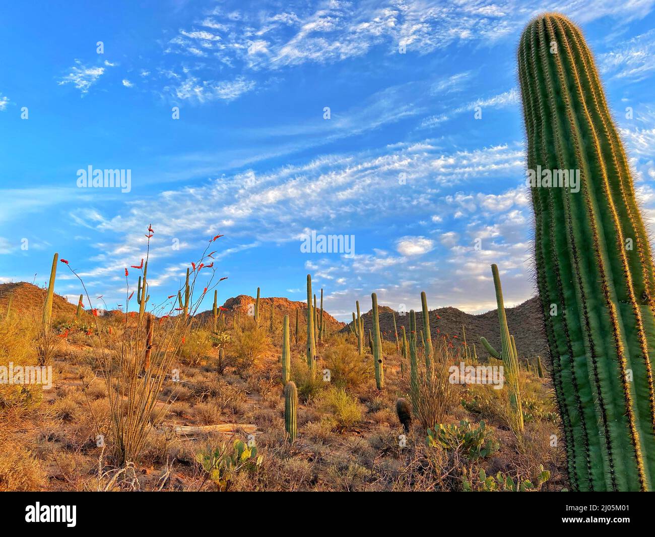 Ocotillo and Saguaro Cactus field in Arizona Stock Photo Alamy