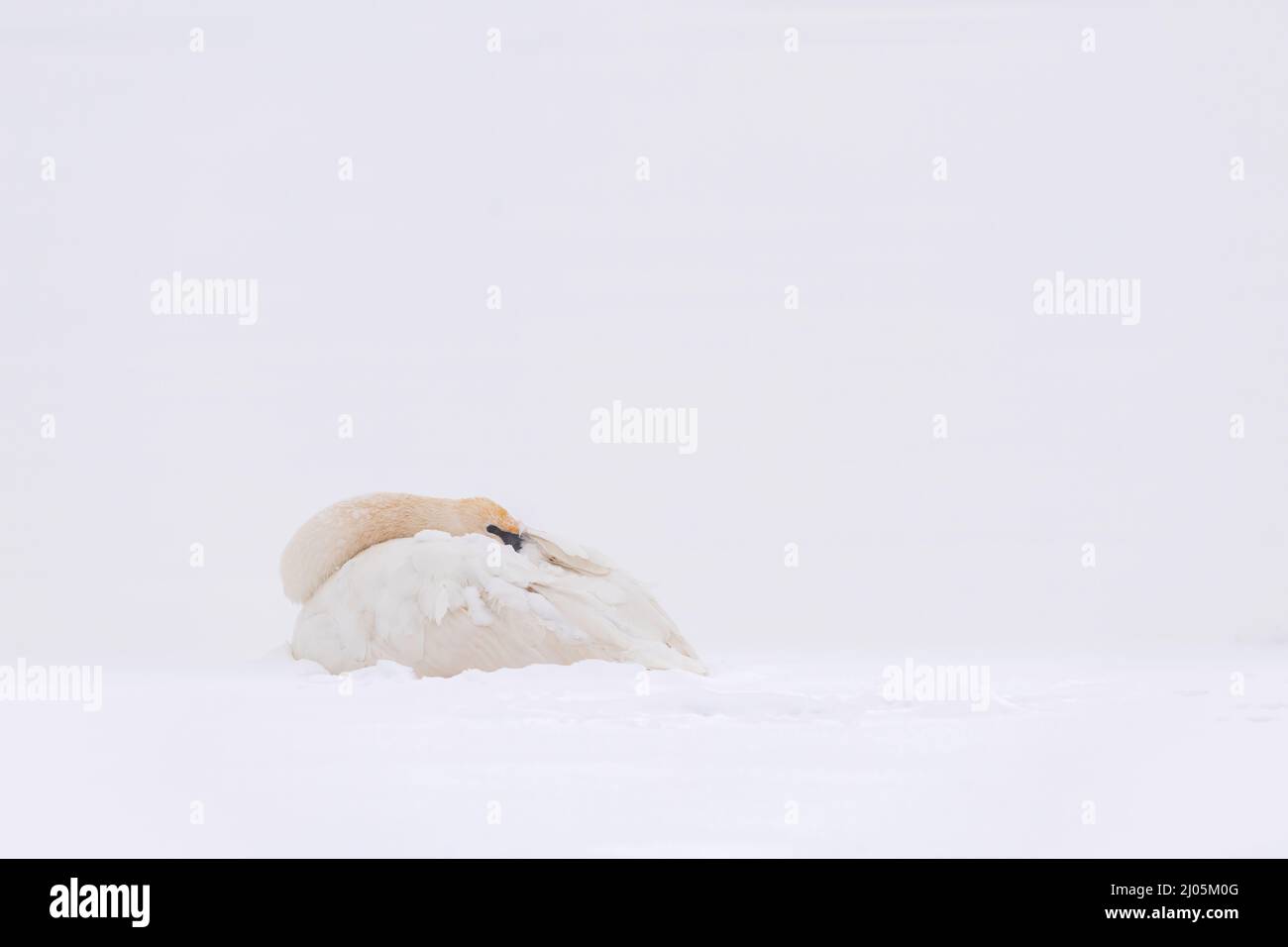 Trumpeter swan (Cygnus buccinator), resting on ice, St. Croix river, Winter, Wisconsin, USA, by Dominique Braud/Dembinsky Photo Assoc Stock Photo