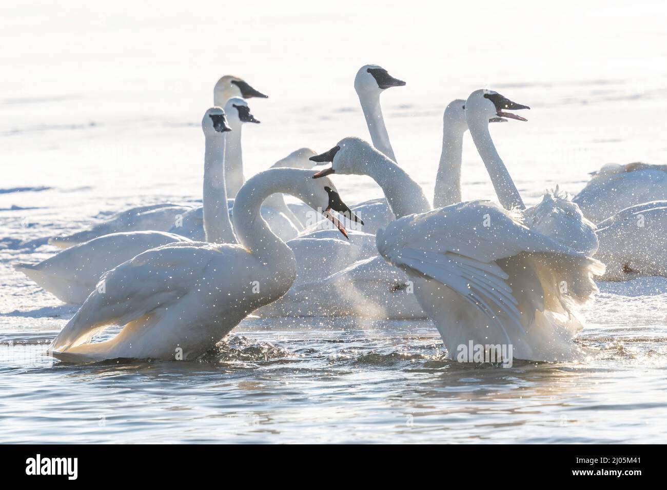 Trumpeter swans acting aggressive, (Cygnus buccinator). St. Croix river, WI, USA, by Dominique Braud/Dembinsky Photo Assoc Stock Photo