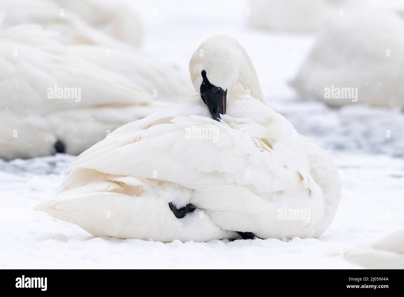 Trumpeter swan (Cygnus buccinator) preening and fixing feathers, St. Croix river, WI, USA, by Dominique Braud/Dembinsky Photo Assoc Stock Photo