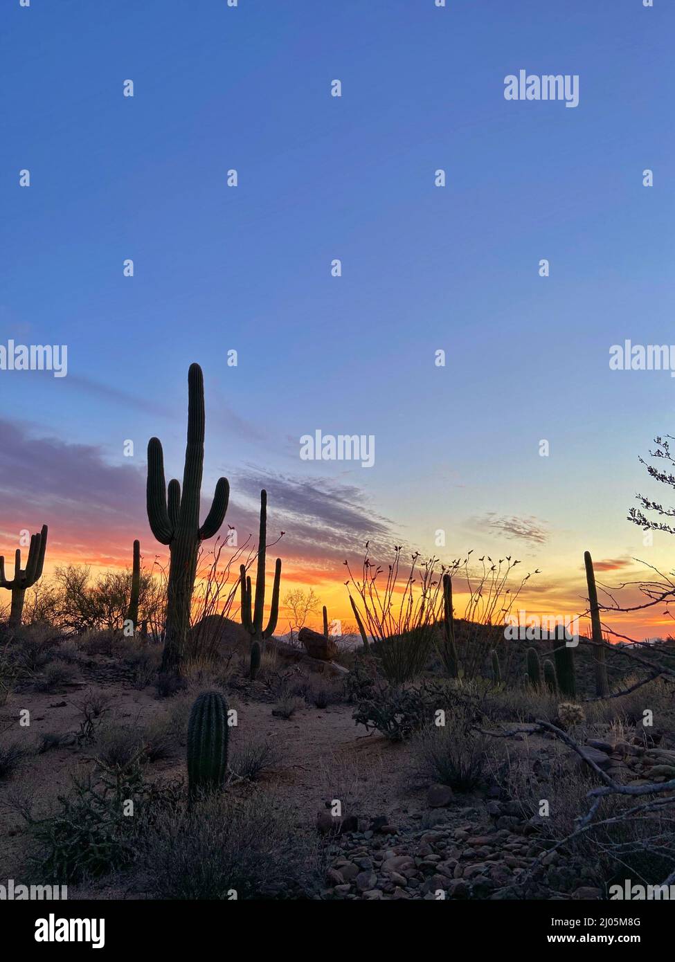 Saguaro cactus field sunset hi-res stock photography and images - Alamy