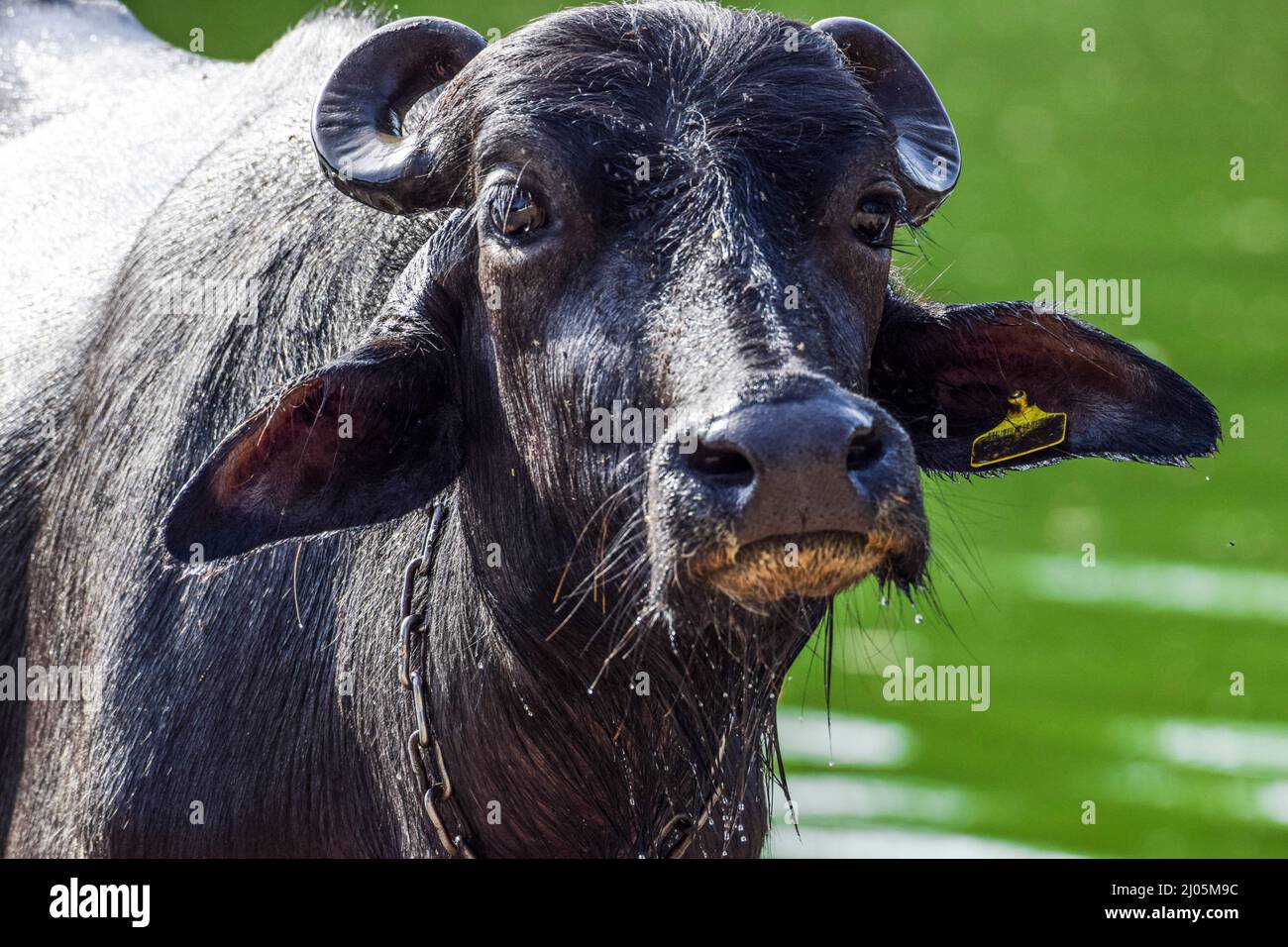 Selective focus closeup of Black buffalo face. Buffalo bathing in river drenched. Animal on riverside Stock Photo